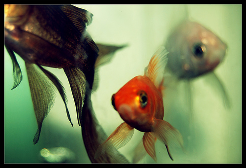 fish-in-a-fishbowl.jpg